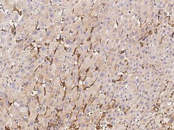 Sino Biological Anti-M-CSFR/CSF1R Antibody, Rabbit Polyclonal, Quantity:
