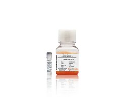 iXCells Biotechnologies&nbsp;Motor Neuron Activity Medium A
