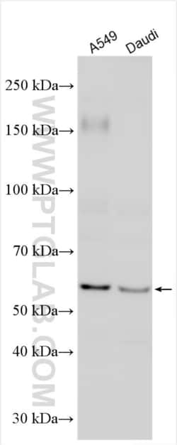 MEGF9 Rabbit, anti-Human, Polyclonal, Proteintech:Antibodies:Primary Antibodies