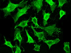 Sino Biological MESDC2 Antibody, Rabbit MAb 100µL, Quantity: Each of 1