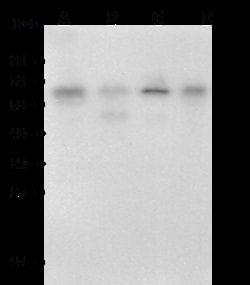 Sino Biological Anti-methionyl aminopeptidase 2/METAP2 Antibody, Mouse