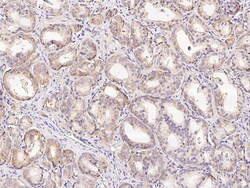 Sino Biological Anti-methionyl aminopeptidase 2/METAP2 Antibody, Rabbit