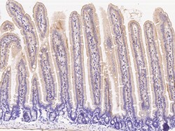 Sino Biological Anti-Fas Ligand/TNFSF6 Antibody, Rabbit Polyclonal, Quantity:
