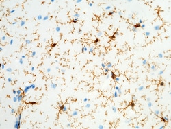 Sino Biological Mouse FCGR1 MAb 100ul (Sino Biological), Quantity: Each