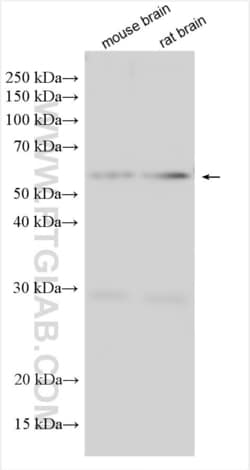 MFSD2 Rabbit, anti-Human, Polyclonal, Proteintech:Antibodies:Primary Antibodies