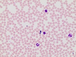 Sigma-Aldrich&nbsp;May-Grunwald Stain
