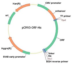 Sino Biological&nbsp;Mouse, IL-11 cDNA ORF Clone, C-His tag