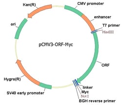 Sino Biological Mouse, MDM2 cDNA ORF Clone, C-Myc tag, Quantity: Each of