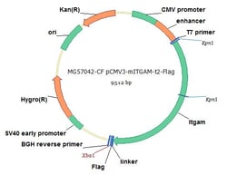 Sino Biological Mouse ITGAM Gene ORF cDNA clone expression plasmid, C-Flag