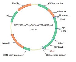 Sino Biological&nbsp;Mouse, Lymphotoxin-beta receptor/TNFRSF3 cDNA ORF Clone, C-GFPSpark tag