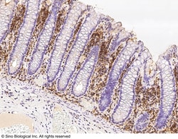 Sino Biological PERP1 / MZB1 Antibody, Rabbit PAb, Antigen Affinity Purified