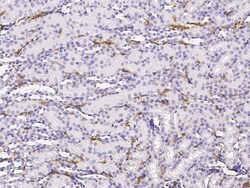 Sino Biological GYPA / CD235a / Glycophorin A Antibody, Rabbit PAb, Antigen
