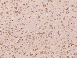 Sino Biological Anti-GRP78/HSPA5 Antibody, Rabbit Polyclonal, Quantity: