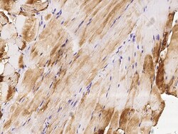 Sino Biological Anti-HSPB7 Antibody, Rabbit Polyclonal, Quantity: Each