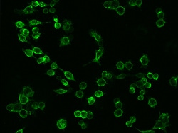 Sino Biological ICAM-1 / CD54 Antibody, Rabbit MAb 100µL, Quantity: Each