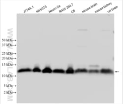 MIF Rabbit, anti-Mouse, Polyclonal, Proteintech:Antibodies:Primary Antibodies