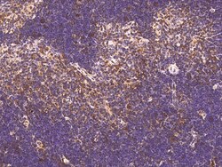 Sino Biological Anti-IFITM1/CD225 Antibody, Rabbit Polyclonal, Quantity: