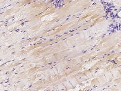 Sino Biological Anti-Integrin alpha 3 Antibody, Rabbit Polyclonal, Quantity: