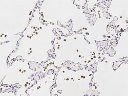 Sino Biological Anti-MMP12 Antibody, Rabbit Polyclonal, Quantity: Each