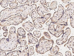 Sino Biological MMP-26/Endometase Antibody, Rabbit PAb, Antigen Affinity