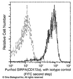 Sino Biological SIRPA/SIRP alpha/CD172a Antibody, Rabbit MAb 100uL, Quantity:
