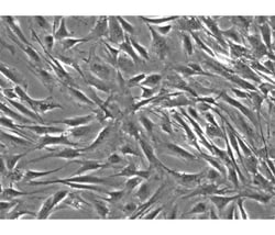 iXCells Biotechnologies Mouse Adipose-Derived Stem Cells-white fat (MADSC-wf)