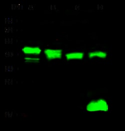 Sino Biological Mouse PPM1A MAb 100ul (Sino Biological), Quantity: Each