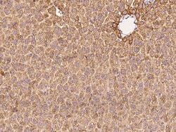 Sino Biological COX-2/PTGS2 Antibody, Rabbit PAb, Antigen Affinity Purified