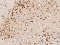 Sino Biological Anti-CD45 Antibody, Rabbit Polyclonal, Quantity: Each of