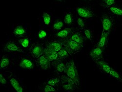 Sino Biological MRE11 Antibody, Rabbit PAb, Antigen Affinity Purified 100uL,