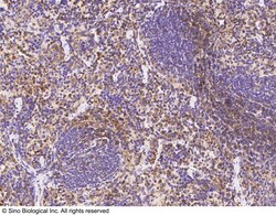 Sino Biological PSGL-1 / CD162 Antibody, Rabbit PAb, Antigen Affinity Purified