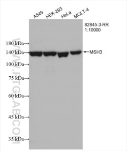 MSH3 Rabbit, anti-Human, Clone: 1J23, Proteintech Quantity: 20 &mu;L:Antibodies