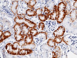 Sino Biological SLC3A2 / CD98 Antibody, Rabbit MAb 100uL, Quantity: Each