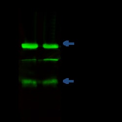 Sino Biological Osteonectin / SPARC Antibody, Rabbit MAb 100uL, Quantity: