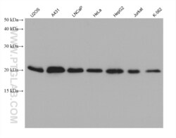 MTCO2 Mouse, anti-Human, Clone: 10G14F4, Proteintech:Antibodies:Primary
