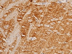 Sino Biological CD90 / THY-1 Antibody, Rabbit PAb, Antigen Affinity Purified