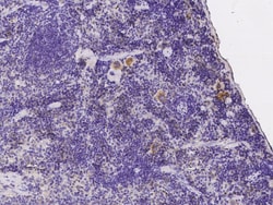Sino Biological Anti-TLR9 Antibody, Rabbit Polyclonal, Quantity: Each of