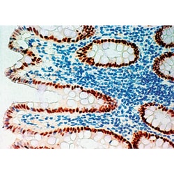 Biogenex Laboratories CDX2, Quantity: Each of 1