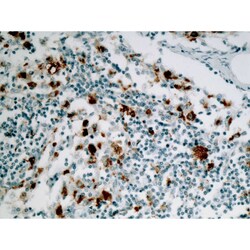 Biogenex Laboratories Anti-CD68, Clone KP1, Quantity: Each of 1