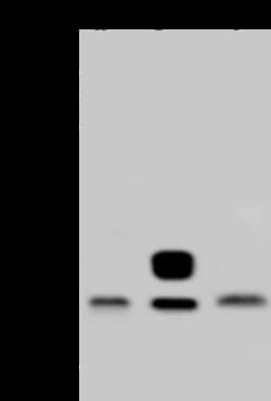 Sino Biological Anti-MUC-1 Antibody, Rabbit Polyclonal, Quantity: Each