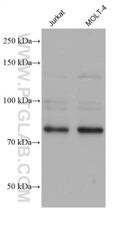 MYB/c-Myb Mouse, anti-Human, Clone: 2C4A5, Proteintech:Antibodies:Primary