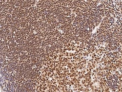 Sino Biological MYB / c-Myb Antibody, Rabbit PAb, Antigen Affinity Purified
