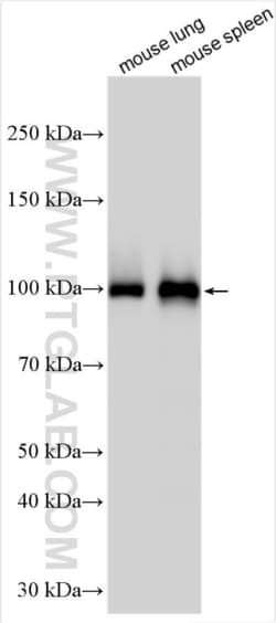 Mmp9 Rabbit, anti-Mouse, Polyclonal, Proteintech Quantity: 150 &mu;L:Antibodies