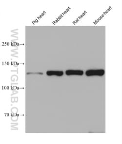 N-cadherin Mouse, anti-Human, Clone: 2G7C2, Proteintech Quantity: 20 &mu;L:Antibodies