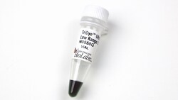 New England Biolabs, Inc. TriDye Ultra Low Range DNA Ladder – 1.25 ml,