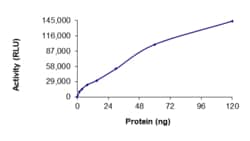 Sino Biological&nbsp;Recombinant Human NEK10 Protein (GST Tag), Active
