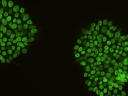 Sino Biological Nanog Antibody, Rabbit PAb, Antigen Affinity Purified 100uL,