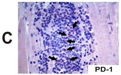 Abcam Mouse monoclonal [NAT105] to PD1, Quantity: Each of 1