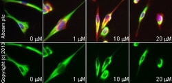 Abcam Mouse monoclonal [TAU-5] to Tau - BSA and Azide free, Quantity: Each