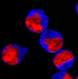 Biolegend&nbsp;Brilliant Violet 421&trade; Donkey anti-rabbit IgG (min. x-reactivity)